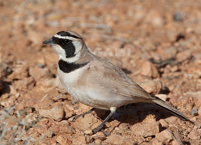 Temminck's Strandleeuwerik zittend, Temminck's Lark perched stock-image by Agami/Markus Varesvuo,