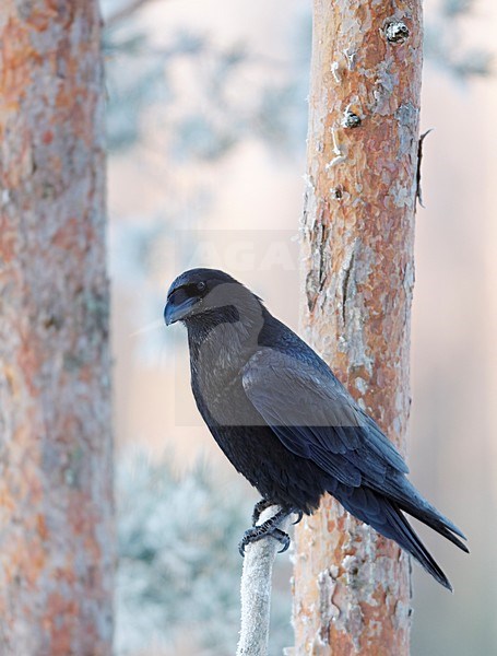 Raaf in de sneeuw; Raven in the snow stock-image by Agami/Markus Varesvuo,