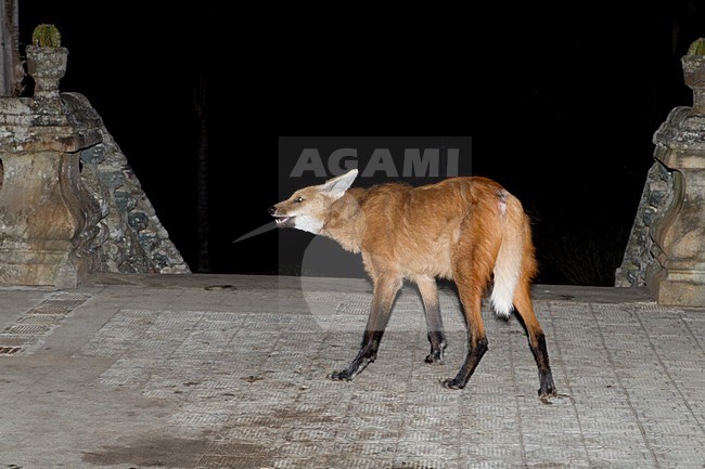 Maned wolf, Maned Wolf stock-image by Agami/Roy de Haas,