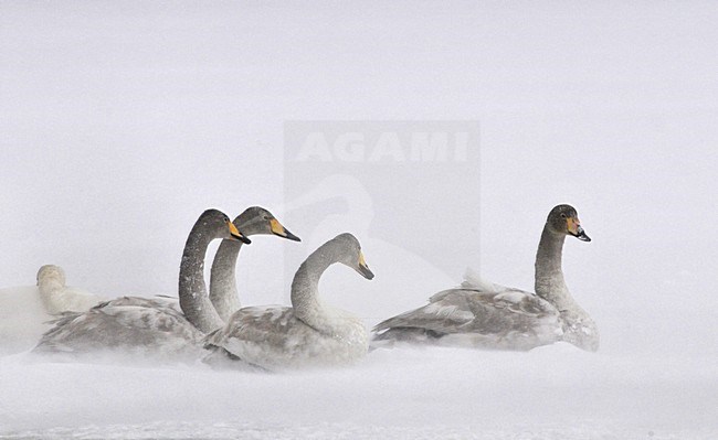 Whooper Swan in fog on lake; Wilde zwaan in mist op meer stock-image by Agami/Hans Germeraad,