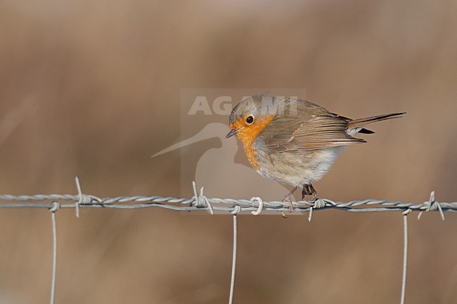 Roodborst op prikkeldraad; European Robin on barbed wire stock-image by Agami/Arnold Meijer,