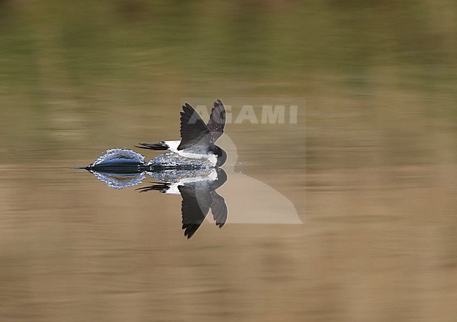 Common House Martin (Delichon urbicum) drinking in flight from a freshwater lake at Rudersdal in Denmark. stock-image by Agami/Helge Sorensen,