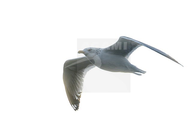 Adult Vega Gull (Larus vegae) during early spring in Japan. stock-image by Agami/Marc Guyt,