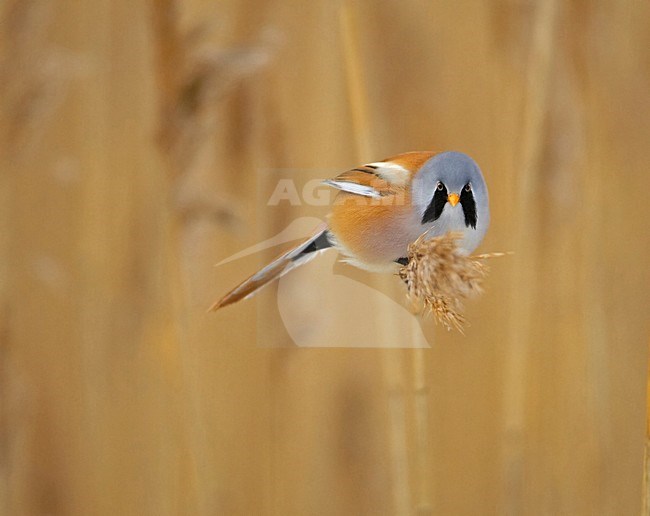 Bearded Tit male in reed; Baardman man in riet stock-image by Agami/Markus Varesvuo,