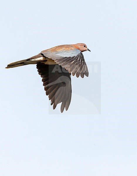 Laughing Dove (Streptopelia senegalensis) in Israel. stock-image by Agami/Marc Guyt,