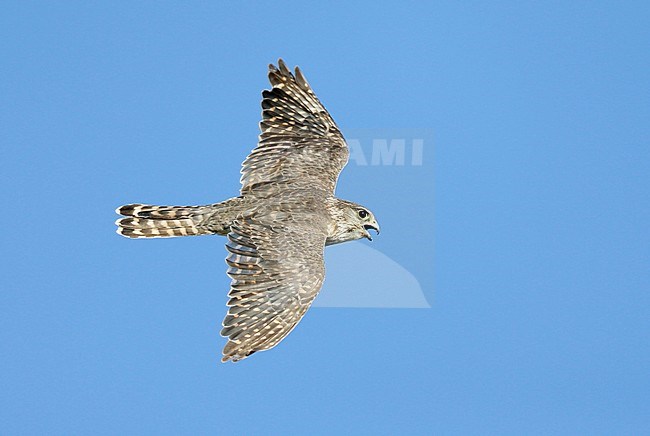 Merlin (Falco columbarius) female stock-image by Agami/Dick Forsman,