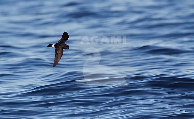 European Storm Petrel at sea during Fuseta pelagic, Algarve, Portugal. Seen from above. stock-image by Agami/Helge Sorensen,