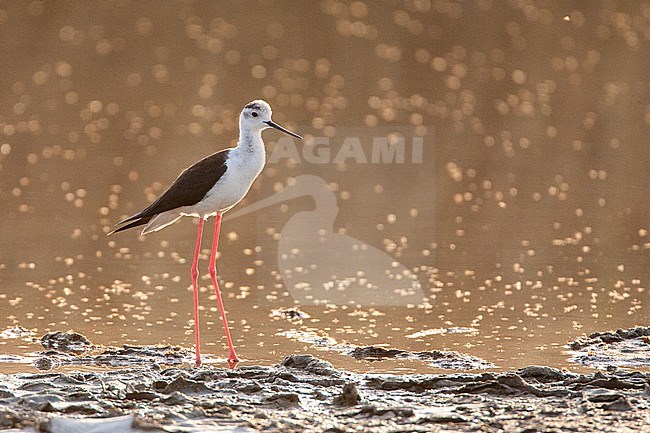 Black-winged Stilt (Himantopus himantopus) at the Skala Kalloni Salt Pans, on the island of Lesvos, Greece stock-image by Agami/Marc Guyt,