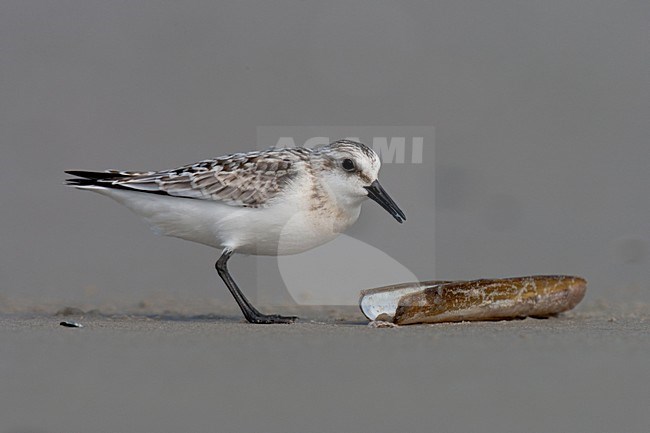 Drieteenstrandloper foeragerend op Amerikaanse zwaardschede; Sanderling feeding on American Jack knife clam stock-image by Agami/Arnold Meijer,