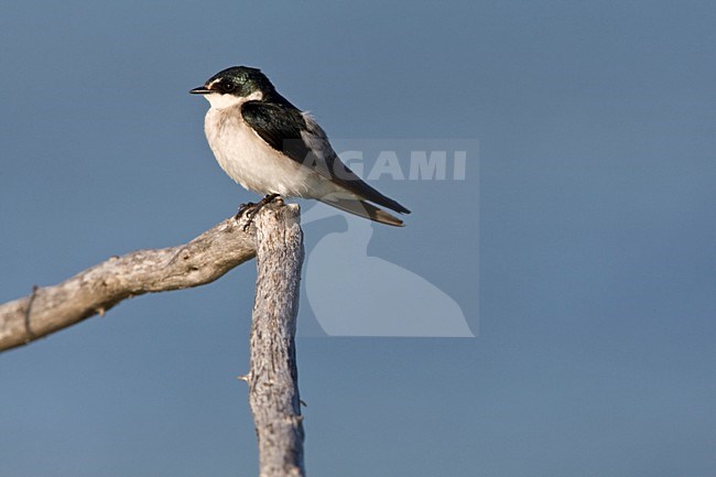 Mangrovezwaluw zittend op een tak, Mangrove Swallow perched on a branch stock-image by Agami/Wil Leurs,