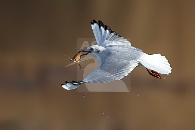 Winterkleed Kokmeeuw vliegend; Black-headed Gull in winterplumage flying stock-image by Agami/Daniele Occhiato,