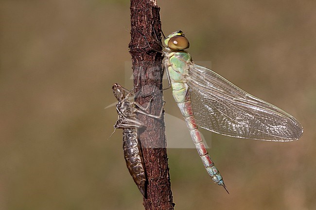Teneral female Vagrant Emperor (Anax ephippiger) perched on a stick with the exuviae in the Netherlands. stock-image by Agami/Fazal Sardar,