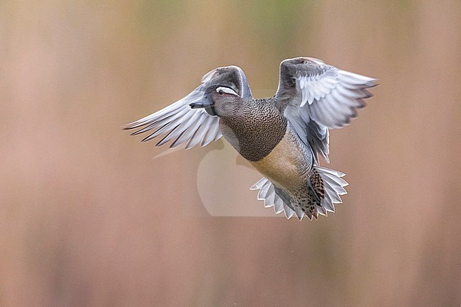 Flying male Garganey (Anas querquedula) during spring migration in Italy. Hovering before landing. stock-image by Agami/Daniele Occhiato,