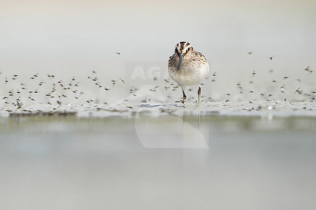 Broad-billed Sandpiper (Calidris falcinellus) during autumn migration in Mongolia. stock-image by Agami/Dani Lopez-Velasco,