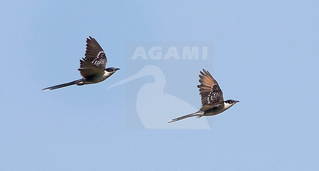 Great Spotted Cuckoo (Clamator glandarius) in flight over rural area in Spain. stock-image by Agami/Dani Lopez-Velasco,