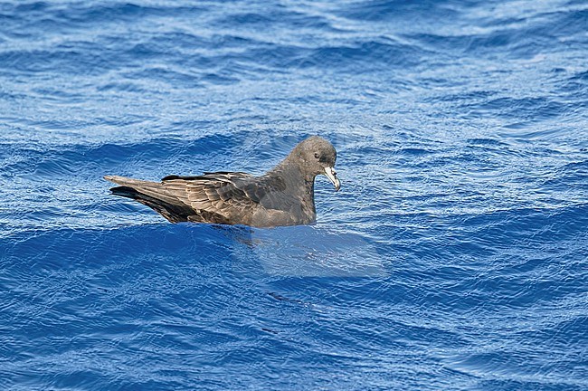 Black Petrel (Procellaria parkinsoni) around the Tuamotu archipelago in French Polynesia. Also known as Parkinson's petrel. stock-image by Agami/Pete Morris,