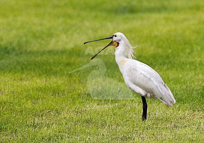 Lepelaar staand op gras, Eurasian Spoonbill perched in gras stock-image by Agami/Roy de Haas,