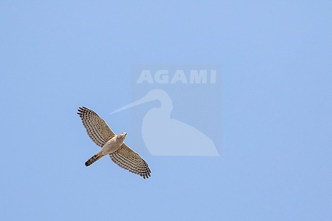 Adult female Shikra (Accipiter badius cenchroides) in flight in Tajikistan. stock-image by Agami/Ralph Martin,