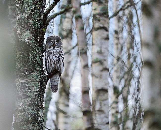 Laplanduil, Great Grey Owl stock-image by Agami/Jari Peltomäki,