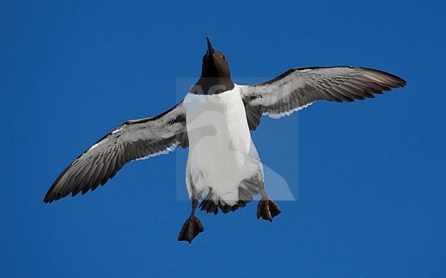 Zomerkleed Zeekoet in de vlucht; Summer plumaged Common Murre in flight stock-image by Agami/Markus Varesvuo,