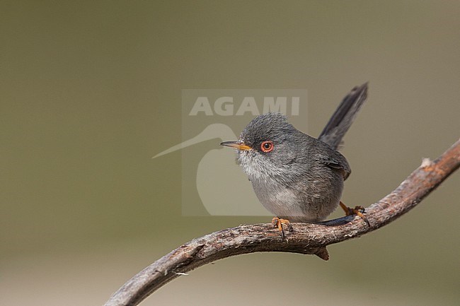 Balearische Grasmus, Balearic Warbler stock-image by Agami/Ralph Martin,