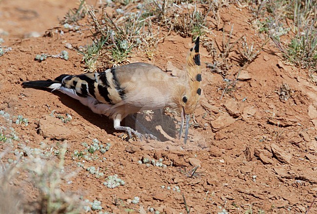 Hop foeragerend; Eurasian Hoopoe foraging stock-image by Agami/Markus Varesvuo,