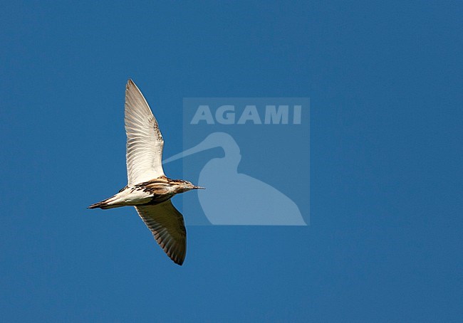 Ruff (Philomachus pugnax) in the Netherlands. Adult male flying overhead. stock-image by Agami/Marc Guyt,