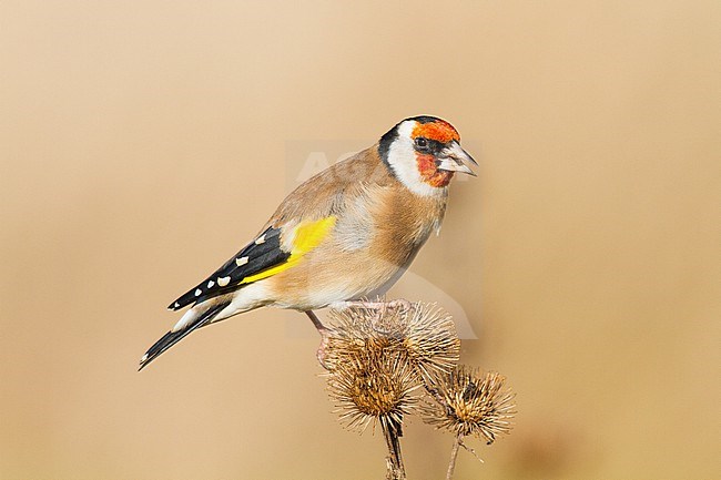 European Goldfinch, Putter, Carduelis carduelis feeding on Burdock stock-image by Agami/Menno van Duijn,