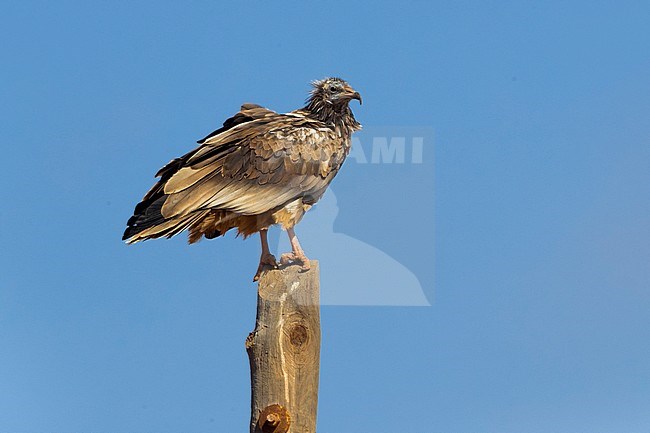 Egyptian Vulture; Neoprhon percnopterus stock-image by Agami/Daniele Occhiato,