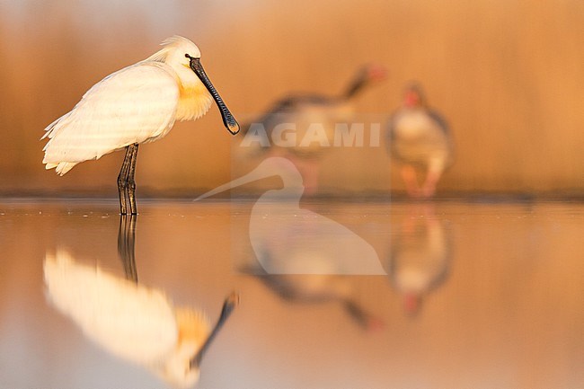 Eurasian Spoonbill (Platalea leucorodia) stock-image by Agami/Bence Mate,