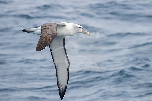 Shy Albatross (Thalassarche cauta), adult in flight seen from the side, Western Cape, South Africa stock-image by Agami/Saverio Gatto,