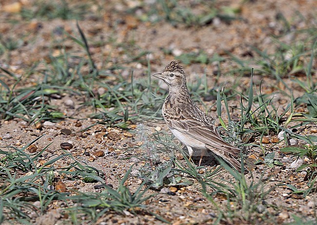 Adult Greater Short-toed Lark (Calandrella brachydactyla longipennis) standing on the ground in spring stock-image by Agami/Andy & Gill Swash ,