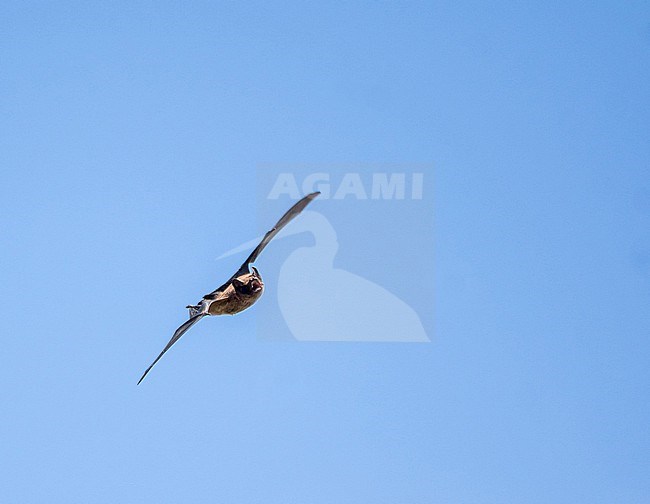 Azores noctule (Nyctalus azoreum) on the Azores, Portugal. stock-image by Agami/Pete Morris,