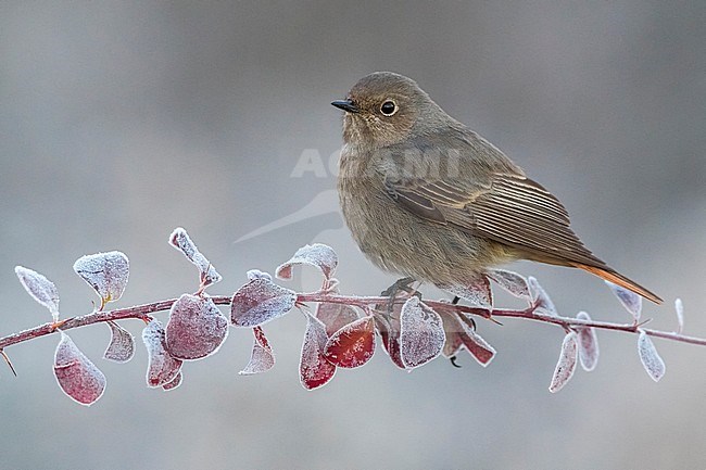 Vrouwtje Zwarte Roodstaart, Female Black Redstart stock-image by Agami/Daniele Occhiato,