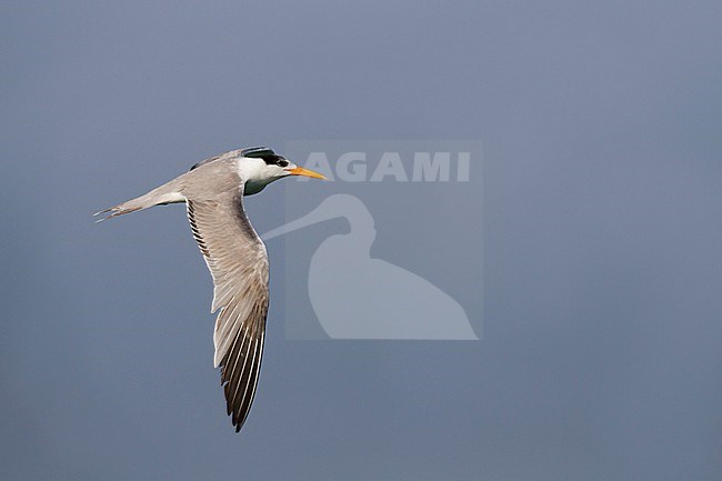 Bengaalse Stern, Lesser Crested Tern, Sterna bengalensis, Thalasseus bengalensis ssp. bengalensis, Oman, 1st cy stock-image by Agami/Ralph Martin,