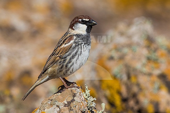 Adult male Spanish Sparrow stock-image by Agami/Daniele Occhiato,