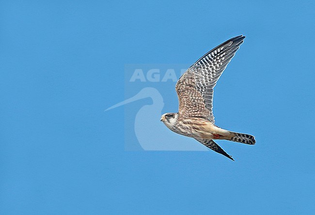 Red-footed Falcon (Falco vespertinus), juvenile/first calender year in flight, seen from the side, showing underwing. stock-image by Agami/Fred Visscher,