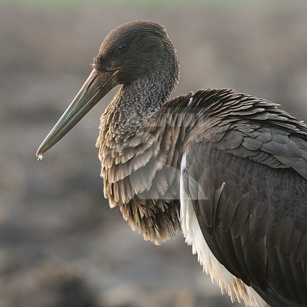 Black Stork immature close-up; Zwarte ooievaar onvolwassen porttret stock-image by Agami/Han Bouwmeester,