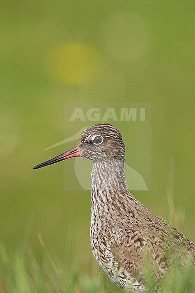 Tureluur, Common Redshank, Tringa totanus stock-image by Agami/Arie Ouwerkerk,