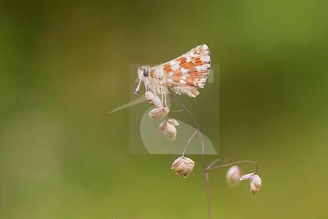 Kalkgraslanddikkopje, Red-underwing Skipper, Spialia sertorius stock-image by Agami/Iolente Navarro,