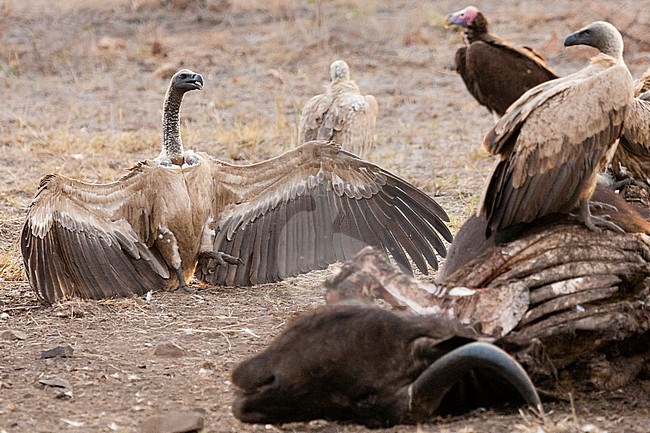 African White-backed Vultures (Gyps africanus) flock feeding on African Buffalo (Syncerus caffer) carcass at Kruger National Park in summer stock-image by Agami/Caroline Piek,