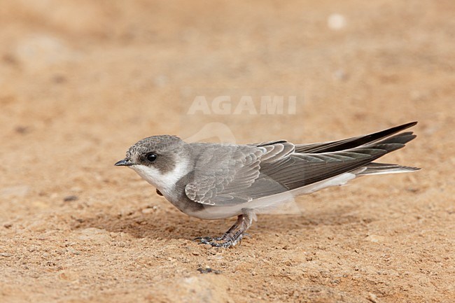 Oeverzwaluw aan de grond; Sand Martin on the ground stock-image by Agami/Markus Varesvuo,