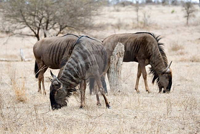 Grazende Blauwe Gnoe; Grazing Blue Wildebeest stock-image by Agami/Marc Guyt,