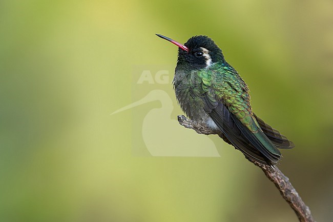 White-eared Hummingbird (Basilinna leucotis) in mexico stock-image by Agami/Dubi Shapiro,