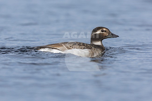 Long-tailed Duck (Clangula hyemalis),  side view of an adult female swimming in the water, Northeastern Region, Iceland stock-image by Agami/Saverio Gatto,