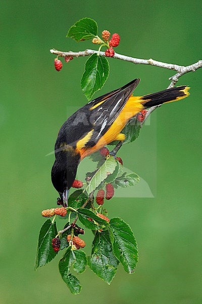 Adult male
Galveston Co., TX
April 2005 stock-image by Agami/Brian E Small,