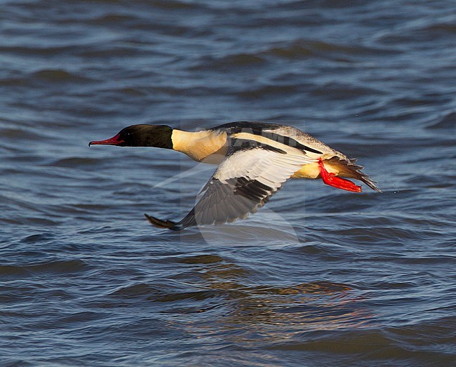 Mannetje Grote Zaagbek in vlucht, Male Goosander in flight stock-image by Agami/Karel Mauer,