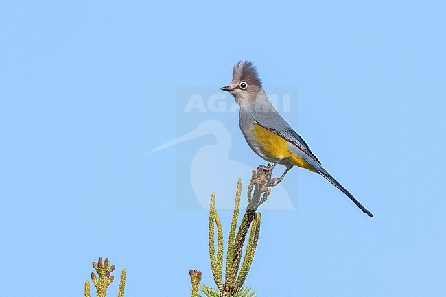 Adult
Nuevo Leon, Mexico
May 2022 stock-image by Agami/Brian E Small,