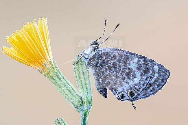 Lang’s Short-tailed Blue, Leptotes pirithous stock-image by Agami/Wil Leurs,