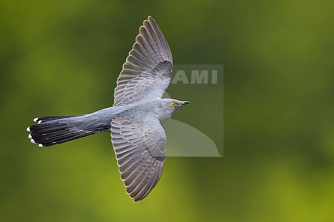 Common Cuckoo (Cuculus canorus) in Italy. stock-image by Agami/Daniele Occhiato,